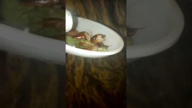 Кушают ночью смотреть онлайн