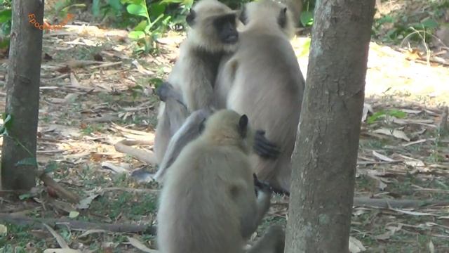 Monkeys real hug- Love and Peace for submission смотреть онлайн