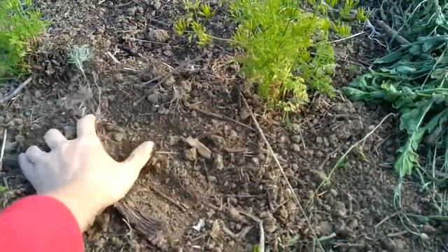 23. Сбор семян редис, кервель, мизуна. смотреть онлайн