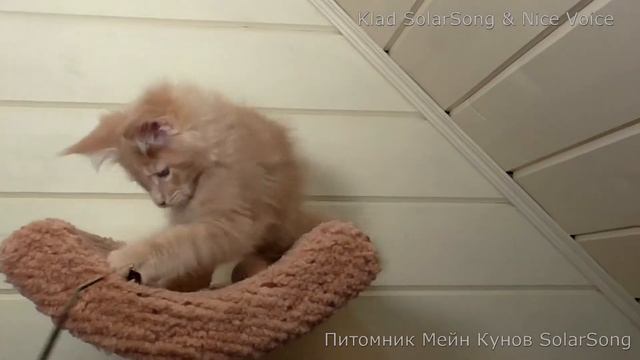Котёнок Мейн Кун Клад (Klad  SolarSong & Nice Voice),кремовый солид