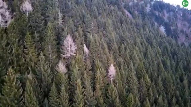 Уголок леса