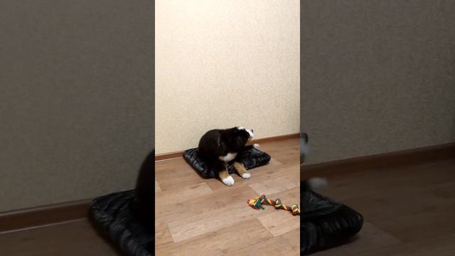 Первые дни в новом доме. 2016г.