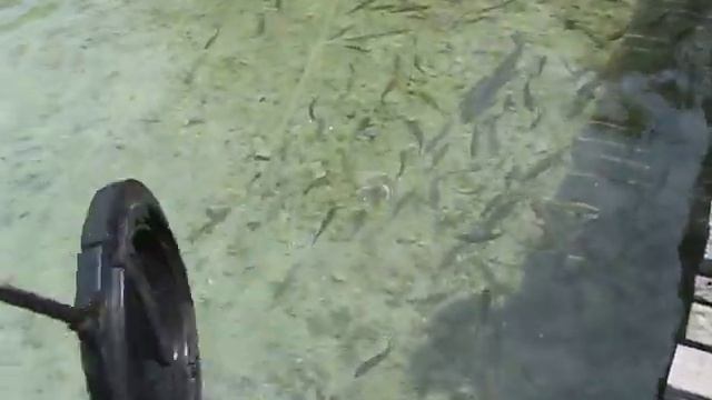 Рыба на Плитвицких озерах. Хорватия. смотреть онлайн