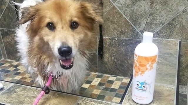 Собака 5 дней на снегу ждала хозяев, которые уже забыли о ней смотреть онлайн