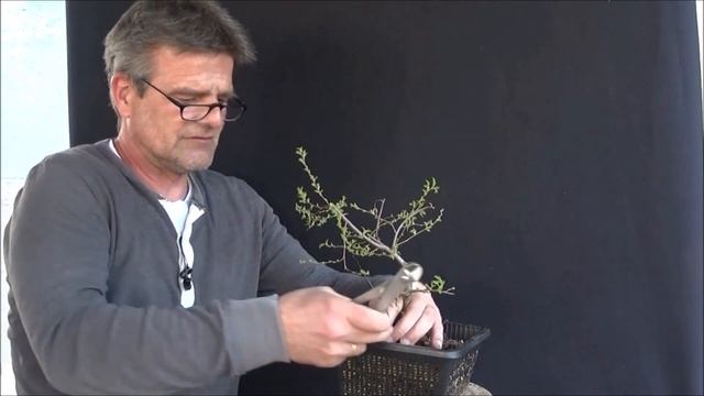Bonsai 2020-30 - Zwergbirke - Betula pendula karaca - eine Birke wird vom Strauch zum Baum смотреть онлайн