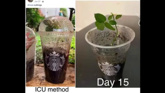 How to grow rose from cuttings смотреть онлайн
