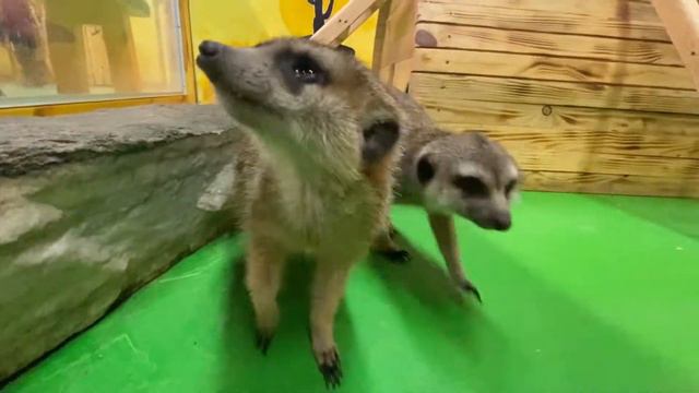 Контактный зоопарк - Кирилл в восторге смотреть онлайн