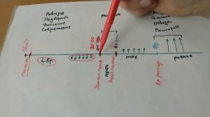 Схема развития пчелиных семей весной от облёта до роения. признаки когда расширять, сроки..mp4
