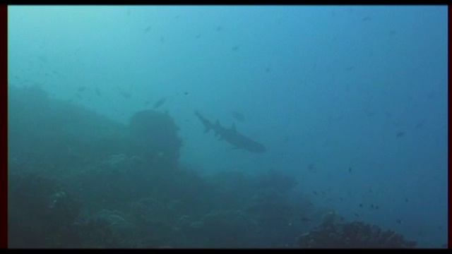 Под водой с Олегом Божок - 487- Малайзия, Южное море, Сепадан смотреть онлайн