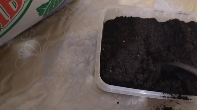 ХРИЗАНТЕМЫ из СЕМЯН! смотреть онлайн