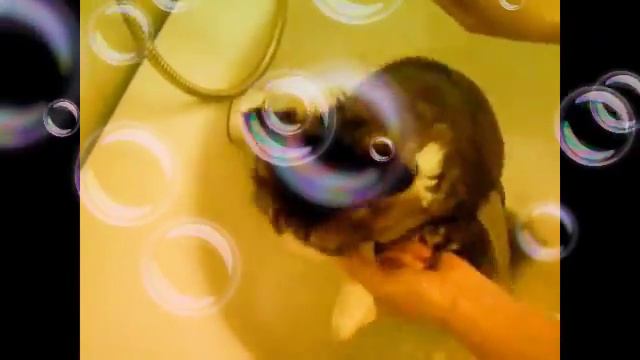 Кот матершинник смотреть онлайн