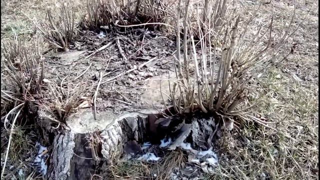 В Тяжинском каждый день изменения. Весна. Видеообзор. смотреть онлайн