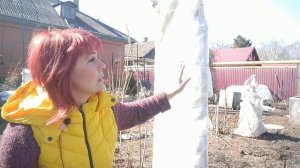 КЛЕМАТИСЫ ПОСЛЕ ЗИМОВКИ.ПОРА ОТКРЫВАТЬ КЛЕМАТИСЫ .