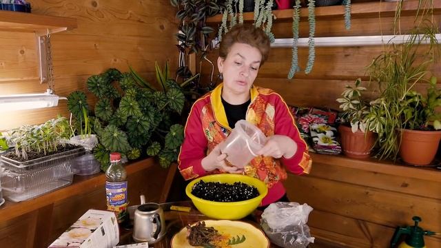 Как сохранить пион до весны смотреть онлайн