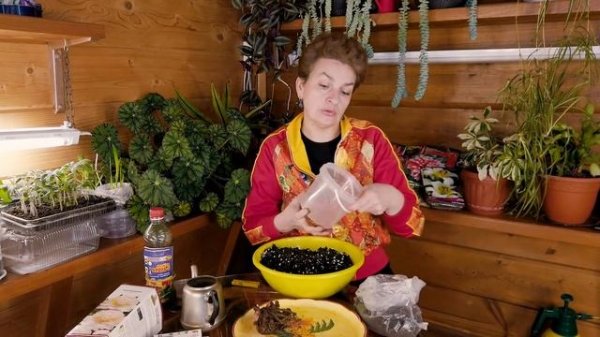 Как сохранить пион до весны