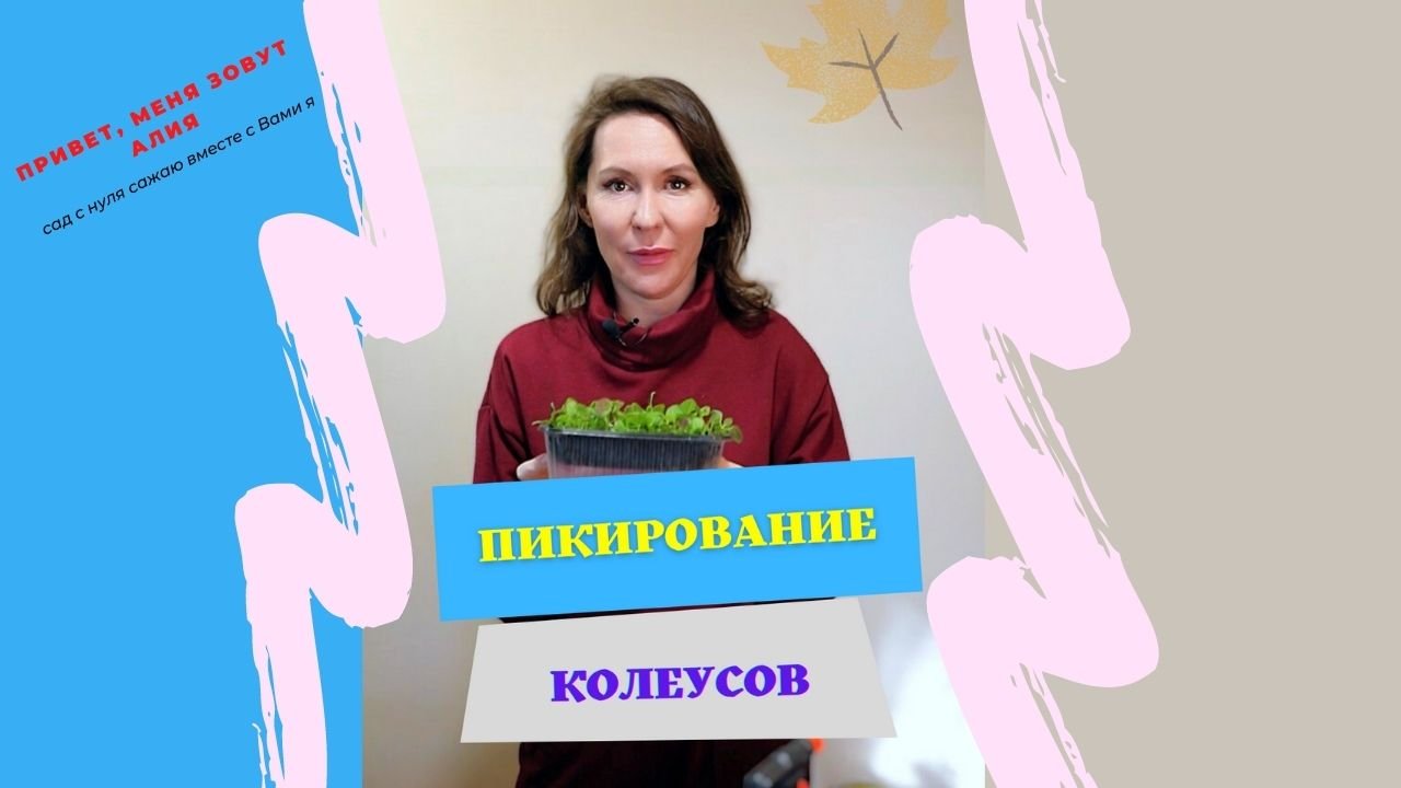 Выращивание колеусов из семян. Этап 2. Пикирование.