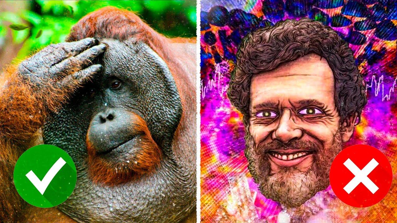 НЕ РАССКАЗЫВАЙТЕ ИМ, что вы - ЕДИНСТВЕННЫЙ РАЗУМНЫЙ ВИД на планете смотреть онлайн