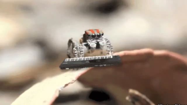 classical peacock spider смотреть онлайн