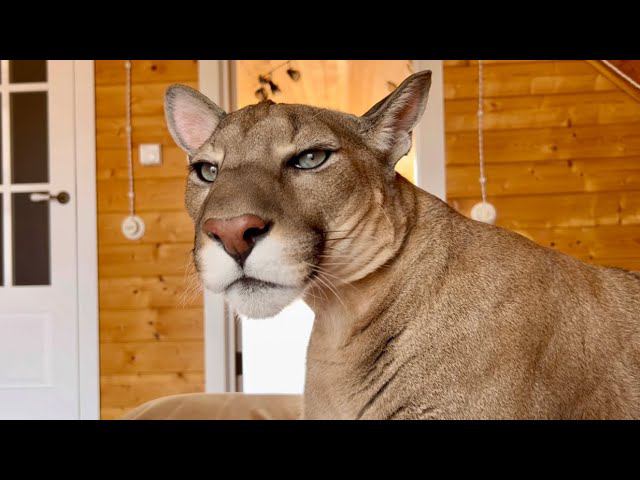 Странная точка на теле пумы Месси! Проверьте есть ли такое у ваших кошек! смотреть онлайн