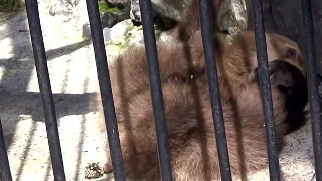 "Куда ты полез? Смотреть медвежонка!" Знакомьтесь - новый всеобщий любимец медвежонок Алтай! смотреть онлайн