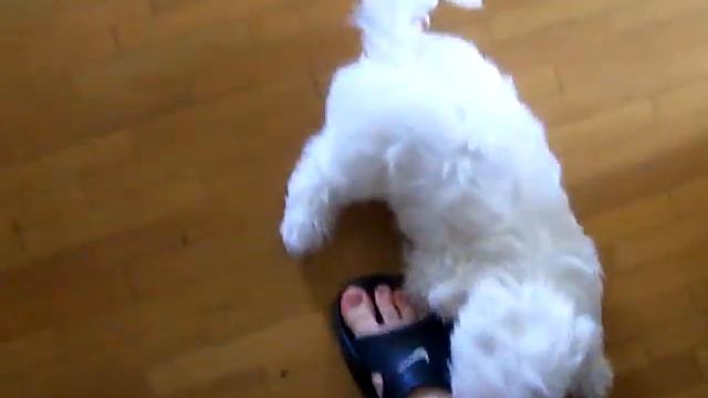 Лео (забеги по квартире :)) смотреть онлайн