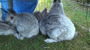 "Качественные" кролики. Большое светлое серебро!
