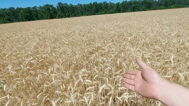 Клоп черепашка - сколько высосал зерна? смотреть онлайн