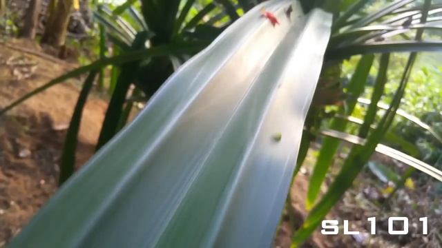 Rampe - pandan leaves - Leaf - Pandanus amaryllifolius смотреть онлайн