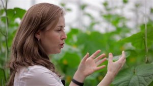 Выращивание огурцов в теплице. Посев и посадка, уход за огурцами. Технология выращивания огурцов.