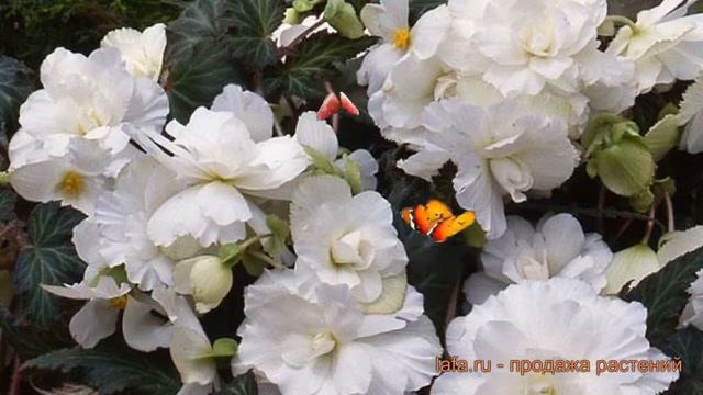 Бегония клубневой Вайт (white) ? обзор: как сажать, семена бегонии Вайт смотреть онлайн