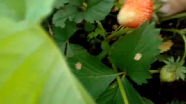 Ранняя клубника из ненужных усов ,часть 4. Начало плодоношения смотреть онлайн