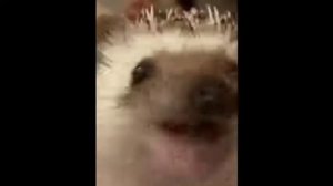 БОЯРЫШНИК ФОРТЕ ЭВАЛАР   ЕЖИК ЖУЕТ   ТИКТОК МОМЕНТ МЕМ 480p