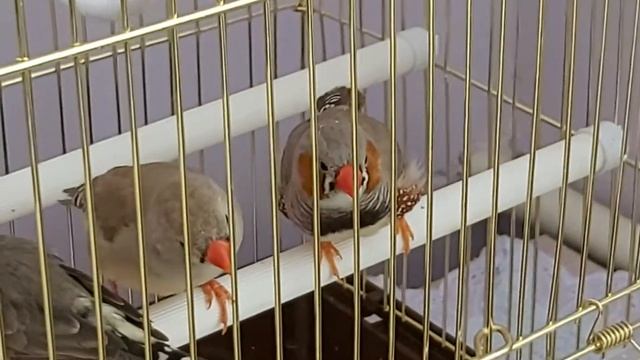 Амадины поют и играют! смотреть онлайн