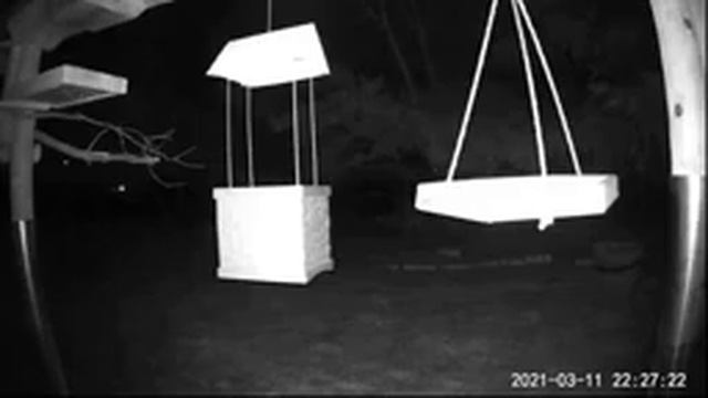 2021 Mar 11 Livestream bird feeding station. Ripley, Ontario Canada by AtHomeFriendlyTecGuy смотреть онлайн
