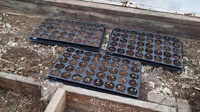 Я в теплице. Капуста взошла. Рассада томатов.
