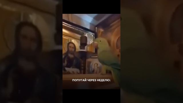 вот и посидел с бабушкой 🤣🤣🤣