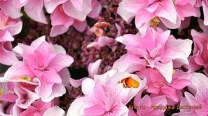 Гортензия крупнолистовая Доппио Роза ? обзор: как сажать, саженцы гортензии Доппио Роза