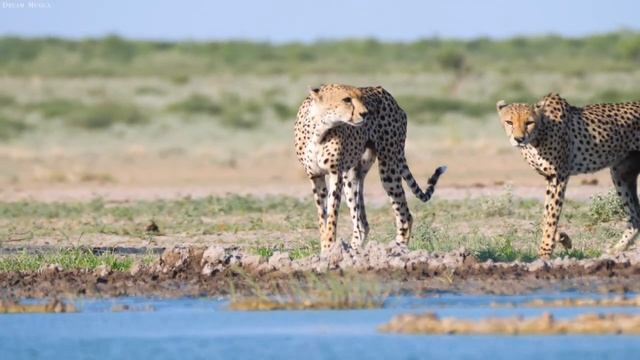 4K African Animals: Wildlife Movie of Mudumu National Park With Real Sounds in 4K Video смотреть онлайн