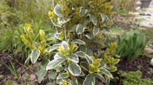 Весна в Южном саду 30 МАРТА! ЦВЕТУЩИЕ КАМЕЛИИ! ОБЗОР САДА С НАЗВАНИЯМИ РАСТЕНИЙ! ПЕРВОЦВЕТЫ В САДУ