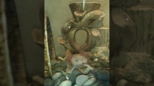 Кормление аксолотля))) смотреть онлайн