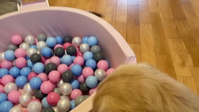 Adorable Little Girl Plays With Her Golden Retriever Pup! He Follows Her Everywhere!! смотреть онлайн