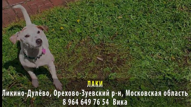 Найден! ЛАКИ. г. Ликино Дулёво, Орехово-Зуевский район, Московскя область смотреть онлайн