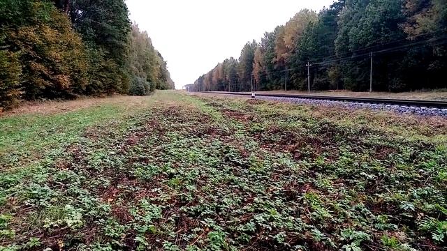 2М62 с пригородным и ЧМЭ3 перегон Темный лес - Ходосы близ о.п. Кошь смотреть онлайн