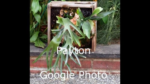 Platycerium willinckii 'Java' Characteristics смотреть онлайн