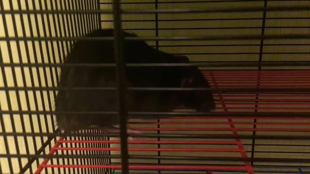 НОВАЯ КЛЕТКА ДЛЯ КРЫС//ЧТО НОВОГО?//КРЫСА МАЛЬЧИК? смотреть онлайн