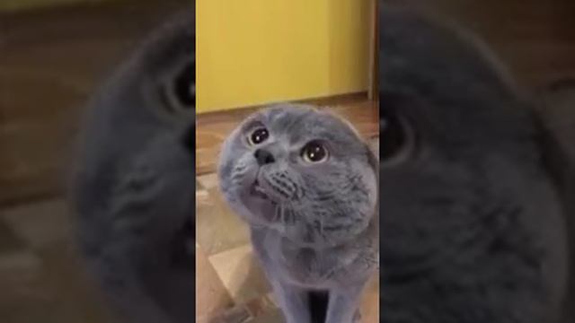 Кот кричит:Галя Галя