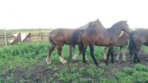 Жеребец берет жёстко Кобылу