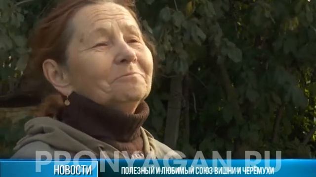 В Нягани растёт "вишнёвая" черёмуха смотреть онлайн