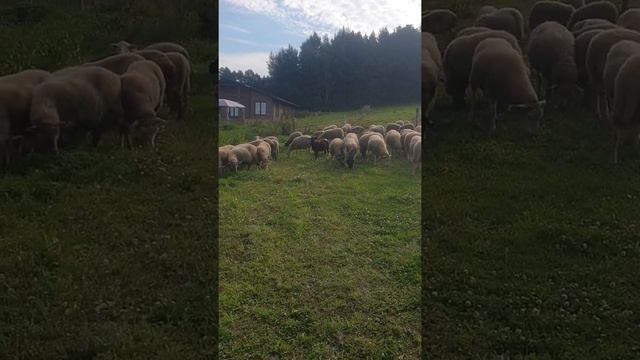 Дорперы и кросы дорпера