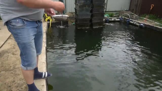 Чем я кормлю своих осетров,карпов и белых амуров смотреть онлайн